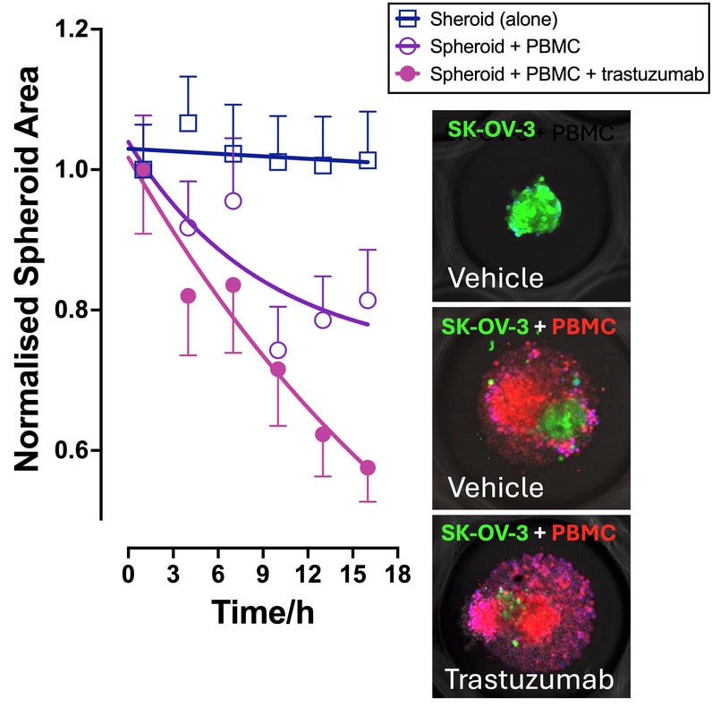 Trastuzumab enhanced PBMC-mediated killing of SK-OV-3 spheroids