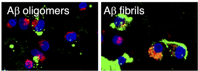 Phagocytosis assay