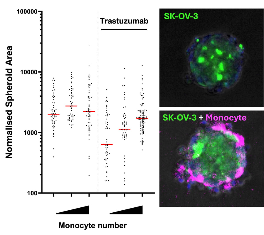trastuzumab-mediated killing of the tumour cells.