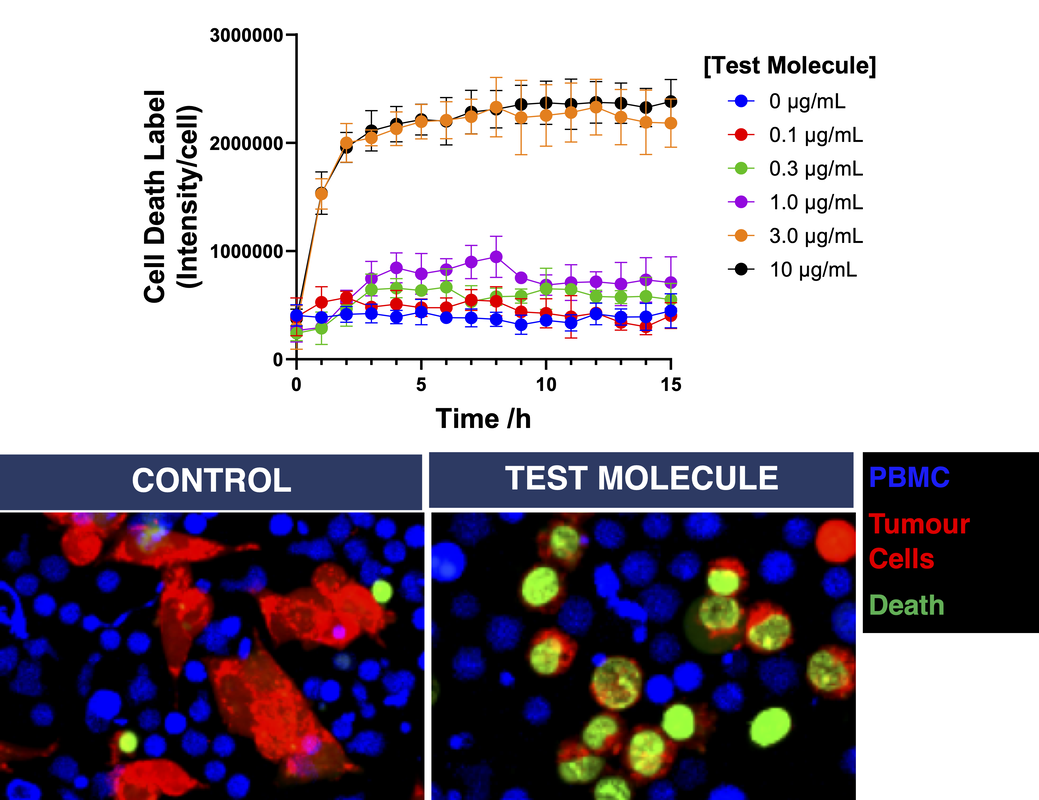 Human tumour cell killing by human CD8 T cells