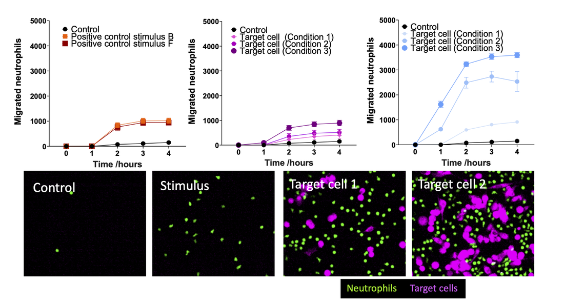 Neutrophil migration
