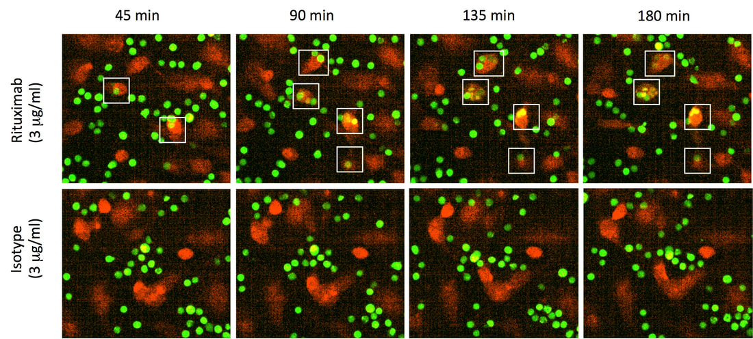 Cargo for phagocytosis include bacteria, beads or tumour cells 